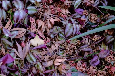 Full frame shot of leaves