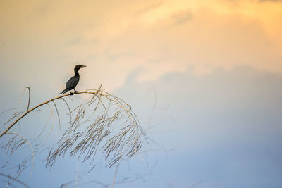 Bird perching on a plant