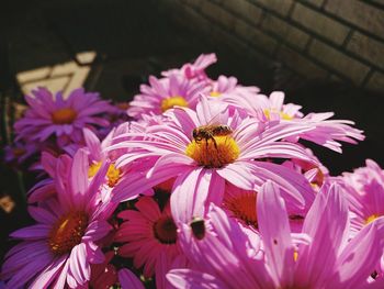 Close-up of bee pollinating on purple flower