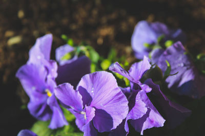 Close-up of purple flowering plant