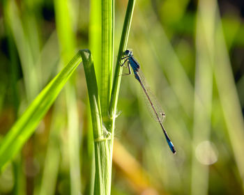 Close-up of insect on grass