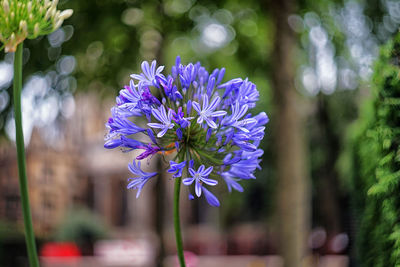 Close-up of purple flower blooming outdoors