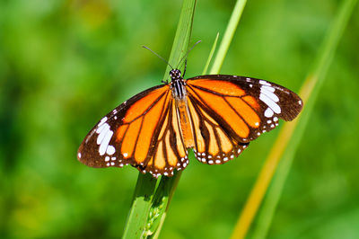 Close-up of butterfly on plant