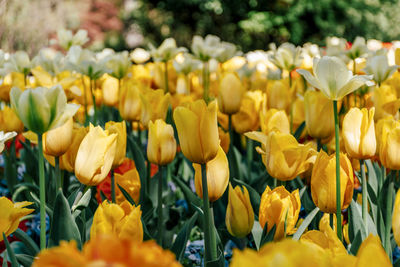 Close-up image of beautiful colorful tulips in arboretum volcji potok in radomlje, slovenia.