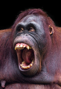 The angry borneo orangutan