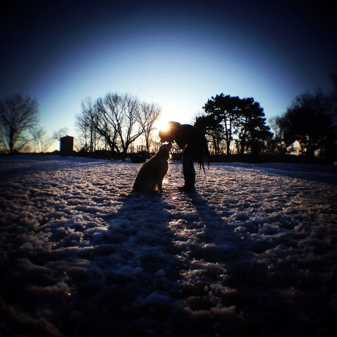 silhouette, clear sky, tree, lifestyles, walking, sunset, full length, leisure activity, men, sunlight, copy space, bare tree, standing, shadow, person, rear view, outdoors, field