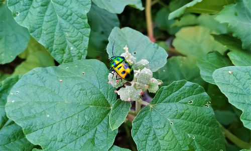 Close-up of ladybug on leaf