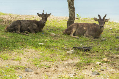 View of deer in the field