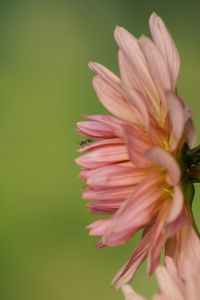 Close-up of pink flowers