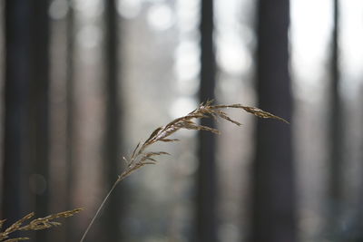 Close-up of wilted plant on field