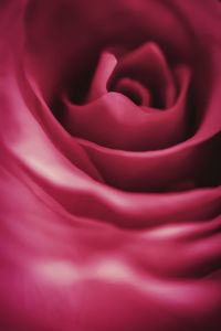 Close-up of pink flower