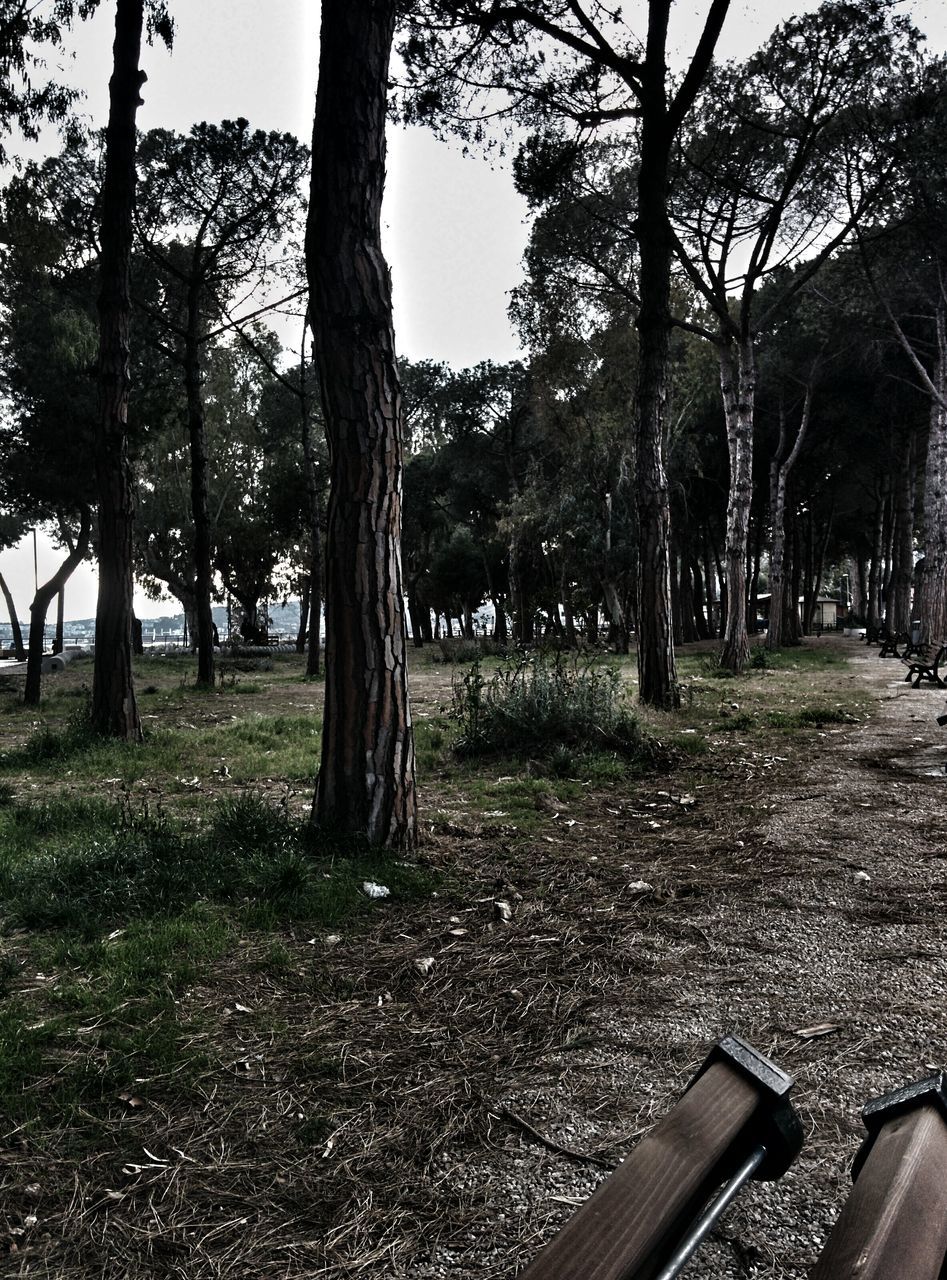 tree, tree trunk, tranquility, growth, tranquil scene, nature, park - man made space, branch, shadow, scenics, landscape, park, sunlight, day, beauty in nature, grass, bench, outdoors, no people, sky