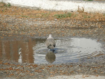 Bird in lake