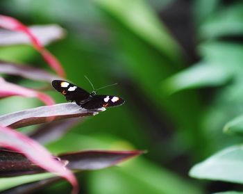 Close-up of butterfly pollinating on flower