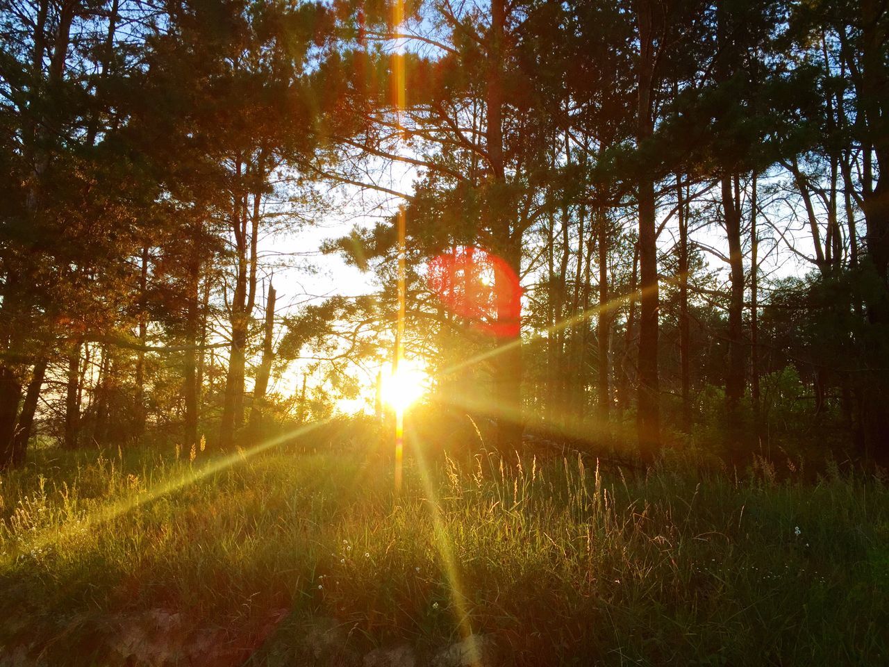 sun, sunbeam, tree, sunlight, lens flare, sunset, tranquility, grass, nature, growth, beauty in nature, tranquil scene, bright, scenics, orange color, back lit, sunny, field, idyllic, outdoors