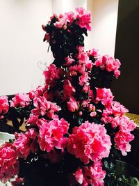 Close-up of pink flowers