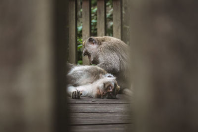 Close-up of monkey grooming