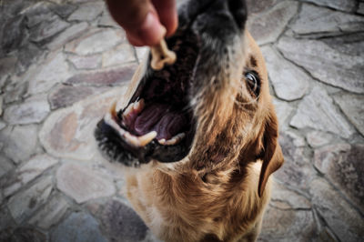Cropped hand feeding biscuit to dog on paving stone