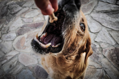 Portrait of dog