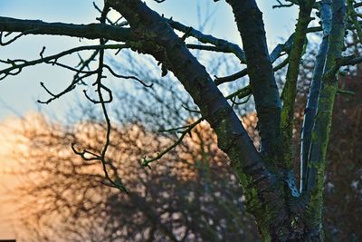 Low angle view of tree against sky