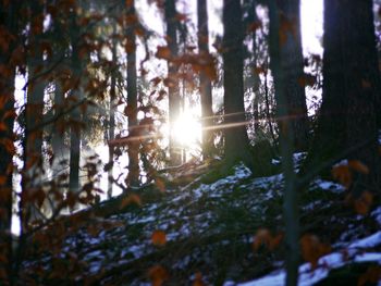 Sun shining through trees in forest during winter