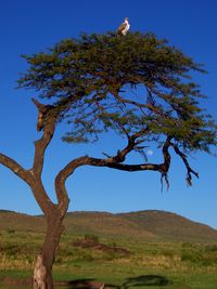 Falcon perching on tree against clear sky at maasai mara