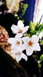 Close-up of white flowers blooming outdoors