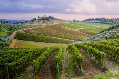 Scenic view of vineyard against sky