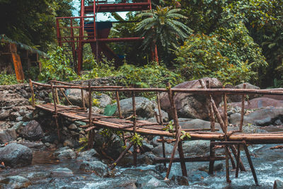 View of an trees in forest