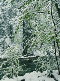 Trees in snow during winter