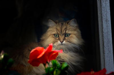 Cat by flower at window