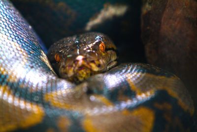 Close-up of turtle in sea