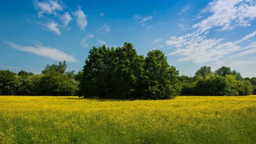 Scenic view of field against sky