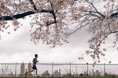 Man standing by cherry tree against sky