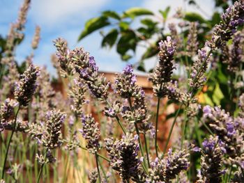 Close-up of flowers growing outdoors