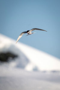 Antarctic tern glides over bank of snow