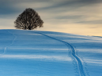 Bare tree on snow covered field against sky