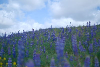 Close-up of plants against sky