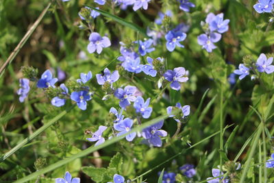 Close-up of purple flowering plants on field