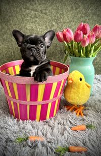 Easter cutie