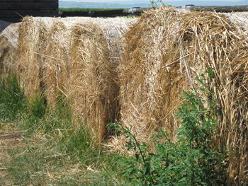 Close-up of grass in farm