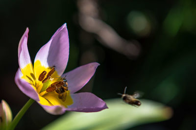 Close-up of insect pollinating on purple flower