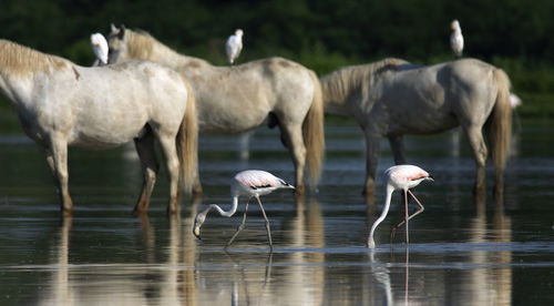 View of sheep drinking water