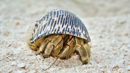 Close-up of shell on beach