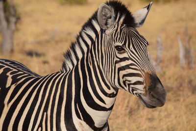 Close-up of a zebra