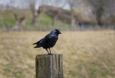 Close-up of bird perching on wooden post