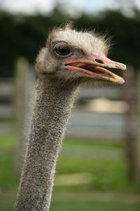 Close-up of ostrich