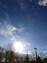 Low angle view of trees against blue sky