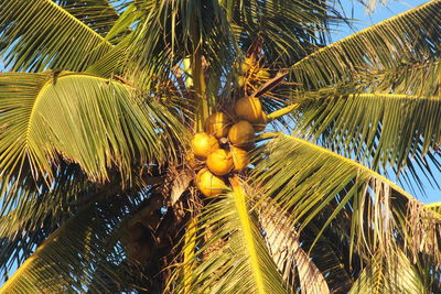 Low angle view of palm tree