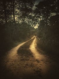 Road passing through forest